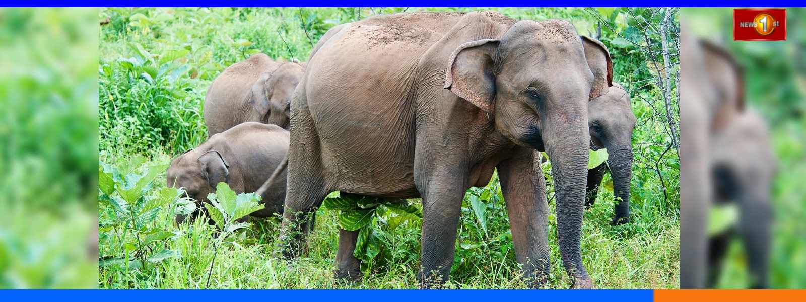 අලි-මිනිස් ගැටුමට විසඳුමක් ලෙස අලුතින් අලිමංකඩ 3ක්